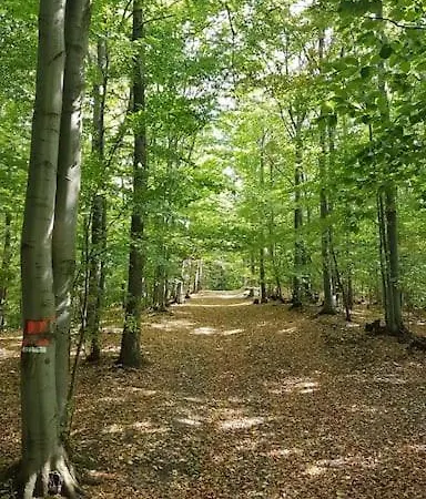 Tranquil In Banska Stiavnica Mountain